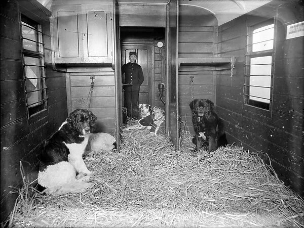 Dog Train. January 1909: Dogs on board a railway carriage bound for the