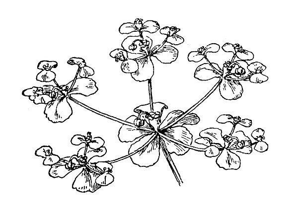 Euphorbia. Antique engraving illustration of a Euphorbia