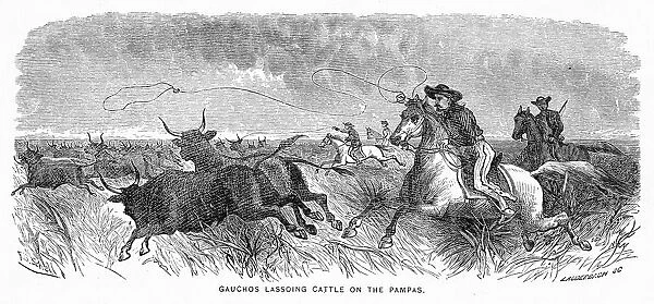 Gauchos lassoing cattle engraving 1883