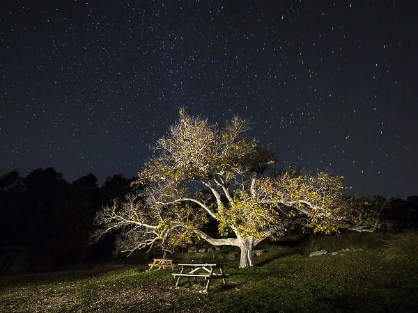 Great walnut in an area of picnic in the mountain, one autumn night