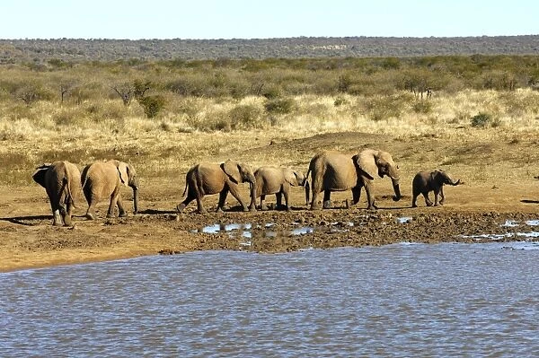 Herd of African Bush Elephants (Loxodonta africana) drinking at a waterhole, Madikwe Game Reserve, South Africa, Africa