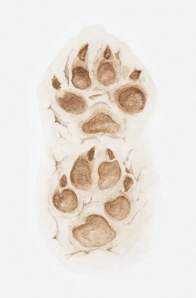 Illustration of pair of paw prints of a wolf