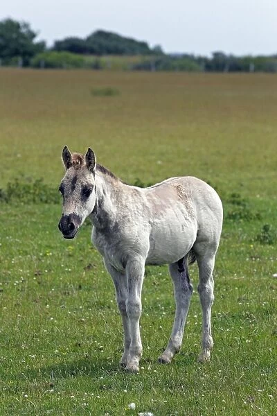 Konik horse (Equus przewalskii f. caballus), colt, tarpan or wild horse, backbreeding