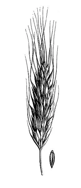 Polish wheat (Triticum polonicum)