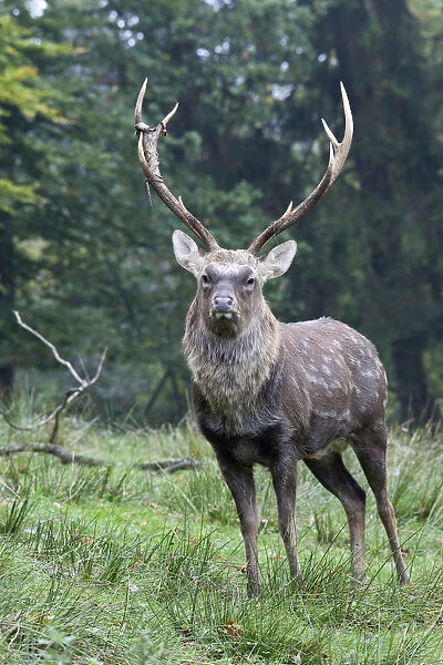 Sika deer, Spotted Deer or Japanese Deer (Cervus nippon), stag