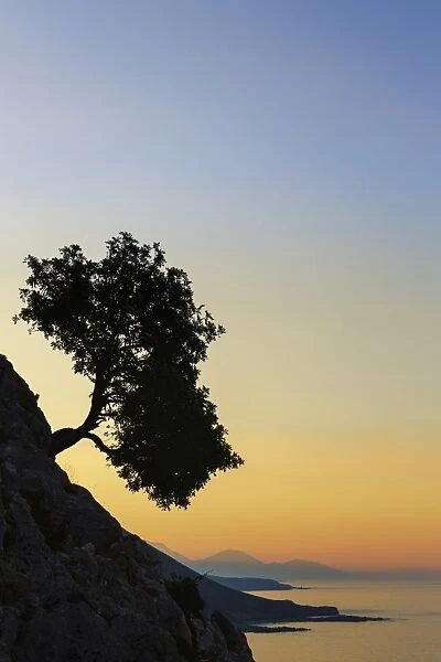 Silhouette of an olive tree growing on a slope next to the sea, Loutro, Chania, Crete, Greece