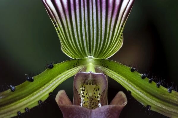 Slipper Orchid -Paphiopedilum barbatum-, Mainau, Baden-Wurttemberg, Germany