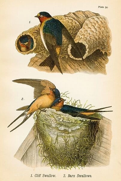 Swallows bird lithograph 1890