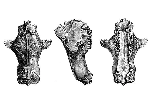 Tritylodon (skull) is an extinct genus of tritylodonts, one of the most advanced group of cynodont therapsids