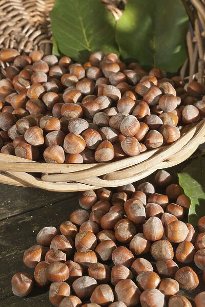 Wicker basket with hazelnuts -Corylus avellana-