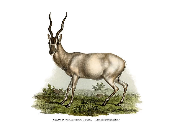 Adadax, 1860 (colour litho)