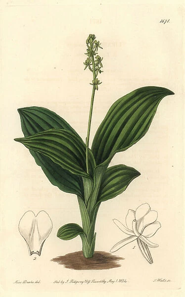 African Liparis Orchid - Water forte by S. Watts from an illustration by Sarah Anne Drake (1803-1857), from the Botanical Register, 1834, by Sydenham Edwards (1768-1819) - Sierra Leone liparis orchid, Liparis nervosa subsp