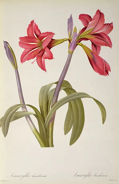 Amaryllis Brasiliensis, from Les Liliacees by Pierre Redoute, 8 volumes