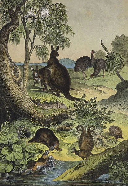 Animals and plants of the Australian interior (colour litho)
