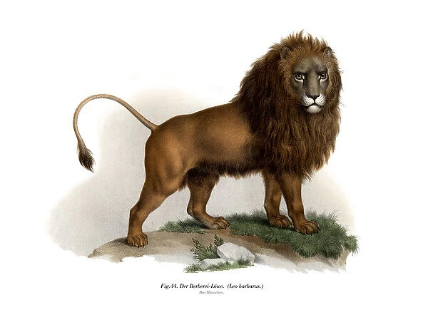 Barbary Lion, 1860 (colour litho)