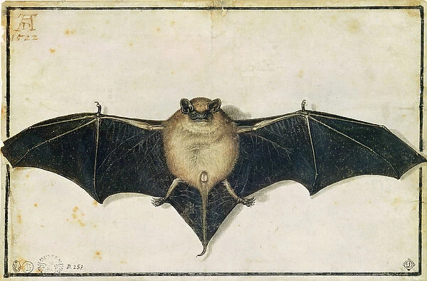Bat, 1522 (w  /  c on paper)