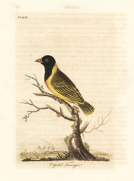 Black-headed yellow-collared weaver, Ploceus melanocephalus capitalis (Capital tanager