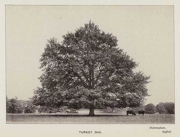 British Trees: Turkey Oak, Helmingham, Suffolk (b  /  w photo)