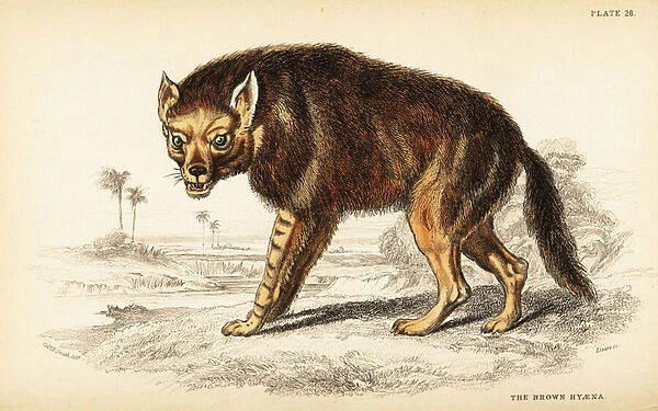 Brown hyena or strandwolf, Hyaena brunnea (Hyaena fusca)