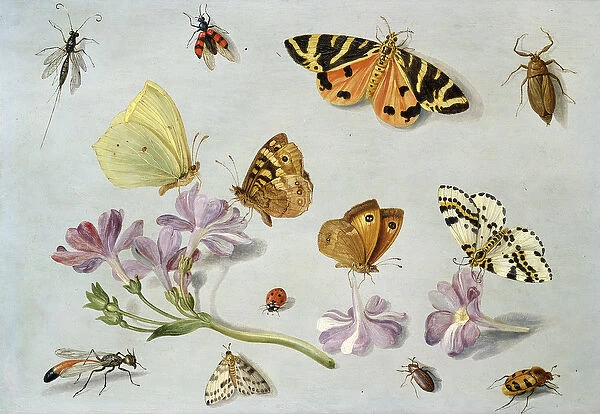 Butterflies, moths and other insects with a sprig of periwinkle (oil on copper)