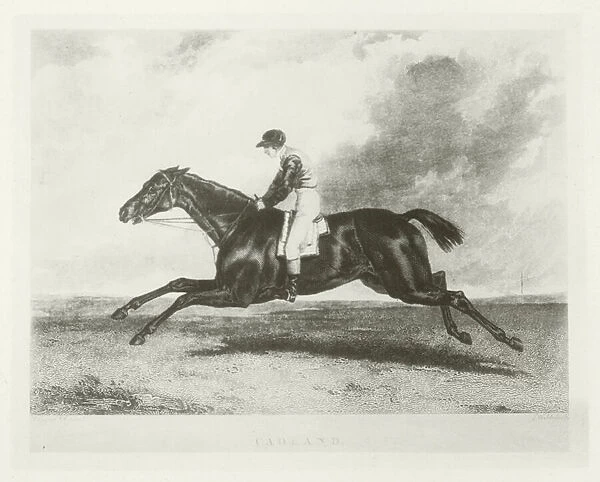Cadland, foaled 1825 (b  /  w photo)