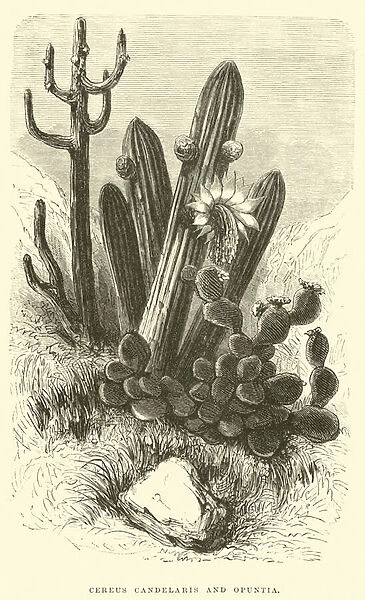 Cereus Cadelaris and Opuntia (engraving)