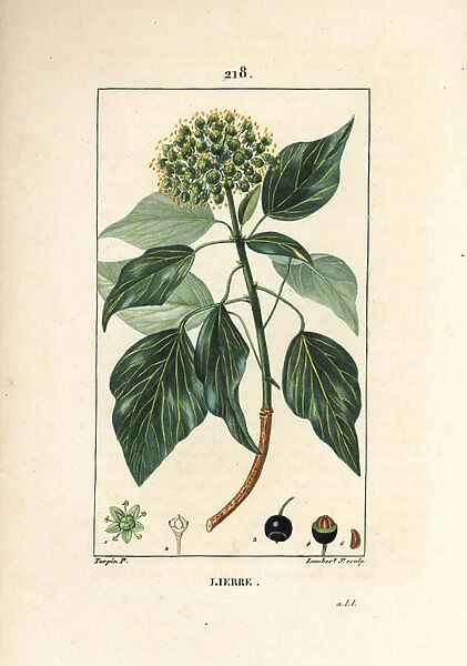 Climbing Ivy - Common ivy, Hedera helix. Handcoloured stipple copperplate engraving by Lambert Junior from a drawing by Pierre Jean-Francois Turpin from Chaumeton, Poiret and Chamberets 'La Flore Medicale, 'Paris