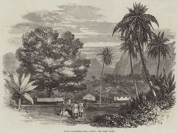 Cooks Tamarind-Tree, Tahiti (engraving)