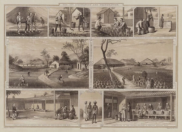 Cultivation and preparation of tea (engraving)