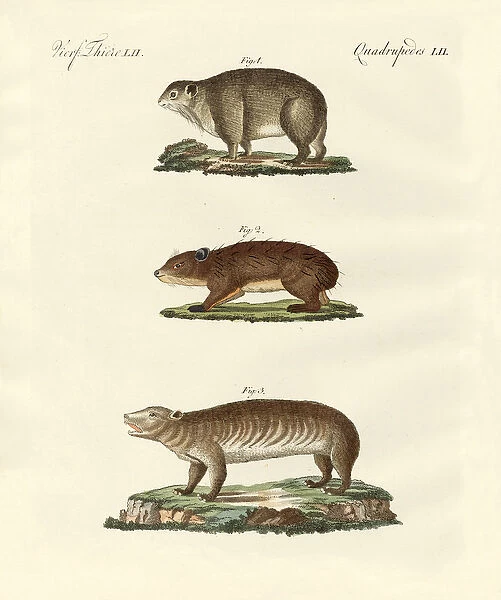 Different kinds of fat animals (coloured engraving)