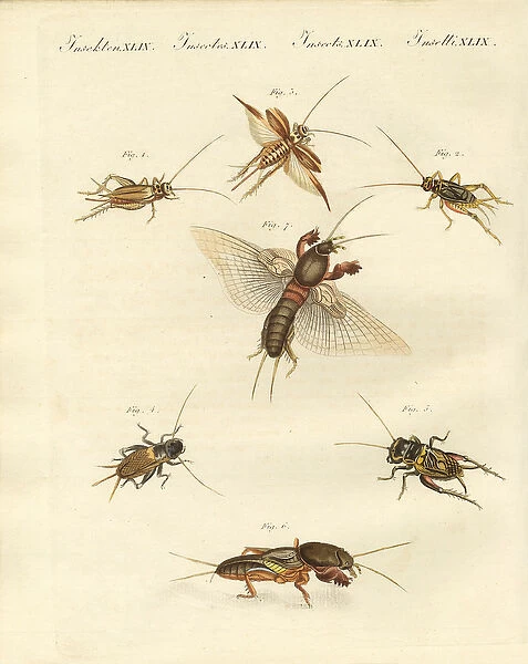 Different kinds of local crickets (coloured engraving)