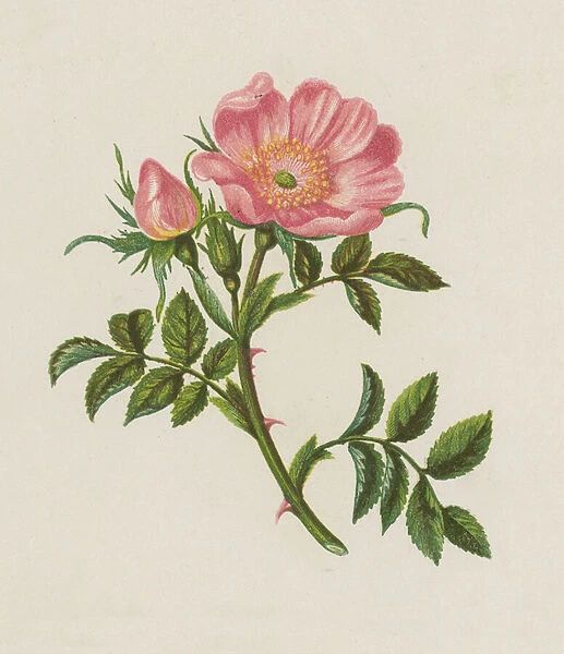 Dog Rose, Rosa Canina (colour litho)