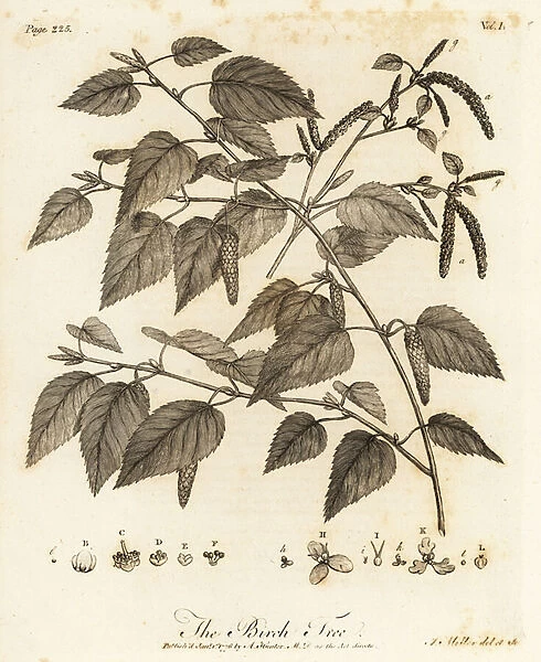 Downy birch, Betula pubescens. 1776 (engraving)