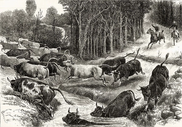 Driving Cattle in Australia, c. 1880, from Australian Pictures by Howard Willoughby