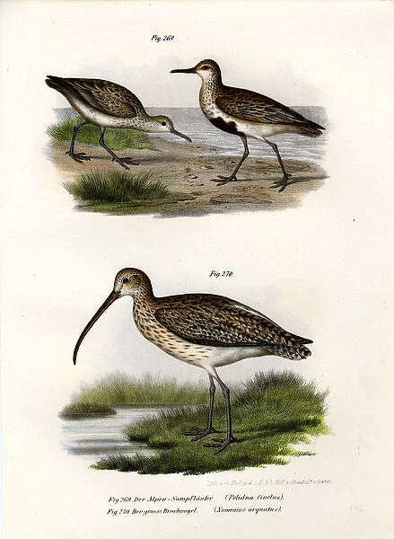 Dunlin, 1864 (colour litho)