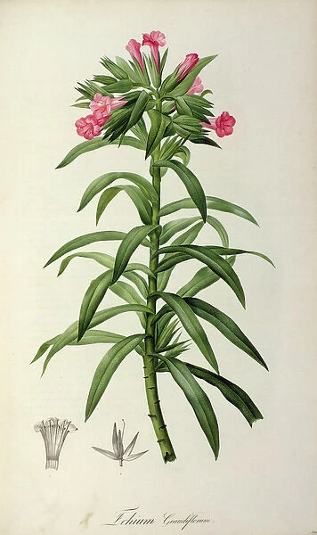 Echium Grandiflorum, from Le Jardin de Malmaison, 1802 (coloured engraving)