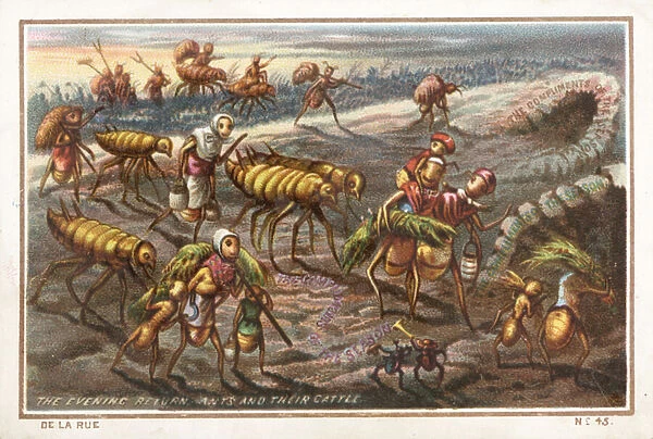 The Evening Return of the Ants and Their Cattle (chromolitho)