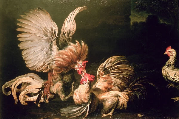 Fighting Cocks (oil on panel)