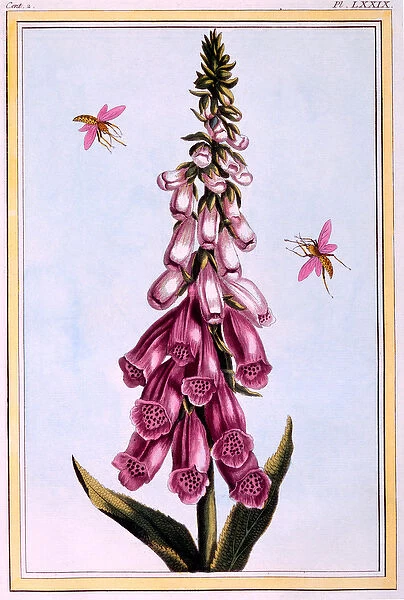 Foxglove Digitalis, illustration from Collection Precieuse et Enluminee Des