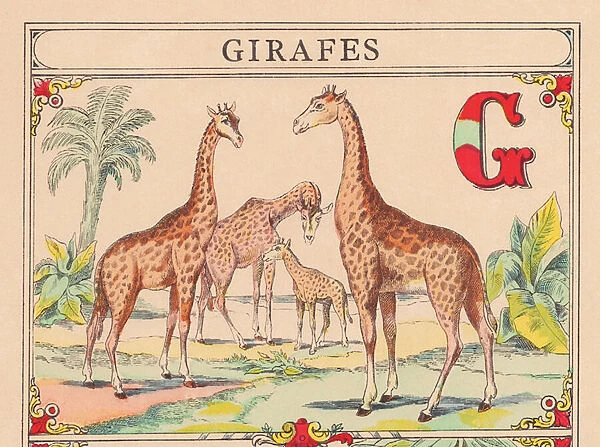 G: Giraffes