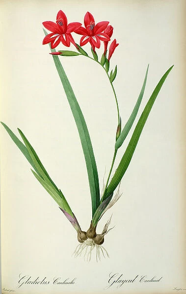 Gladiolus Cardinalis, from Les Liliacees, 1805 (coloured engraving)