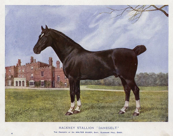Hackney Stallion 'Danegelt'(colour litho)