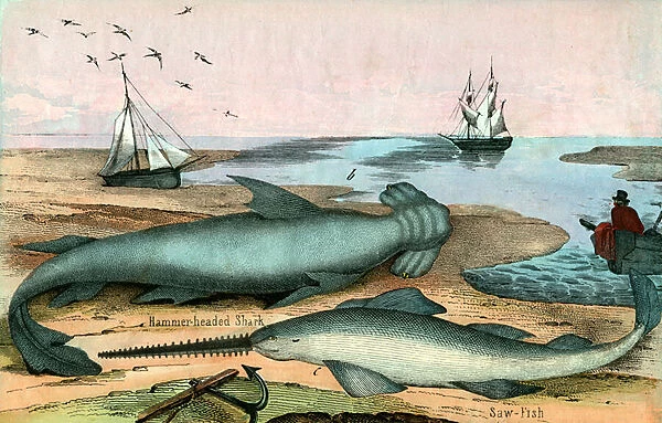 Hammerhead Shark and Sawfish, 1859 (engraving)
