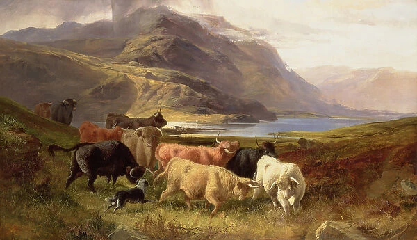 Highland Cattle with a Collie (oil on canvas)