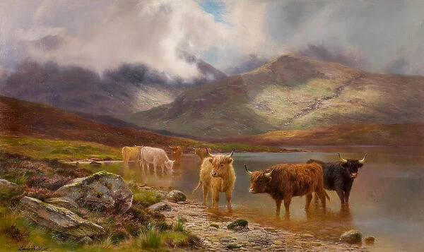 Highland Cattle (oil on canvas)