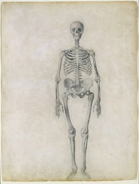 The Human Skeleton, anterior view, from the series A Comparative Anatomical