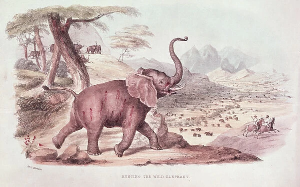 Hunting the Wild Elephant, illustration from Wild Sports of South Africa by W