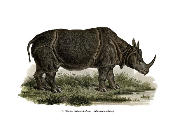 Indian Rhinoceros, 1860 (colour litho)