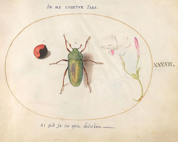 Insect, c. 1575-80 (watercolour and gouache)