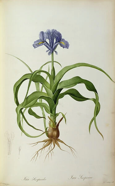 Iris Scorpioides, from Les Liliacees, 1805 (coloured engraving)